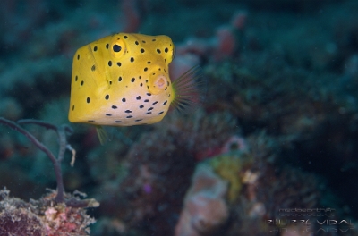 Philippines 2023 - Anilao - DSC07180 Yellow boxfish  Poisson-coffre jaune  Ostracion cubicus